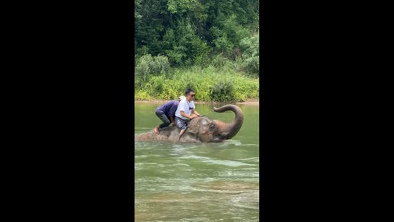 Tourist gets soaked as playful elephant suddenly dives into lake in Laos