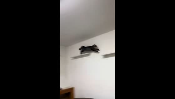 Energetic cat runs and jumps across shelves in Hunan, China
