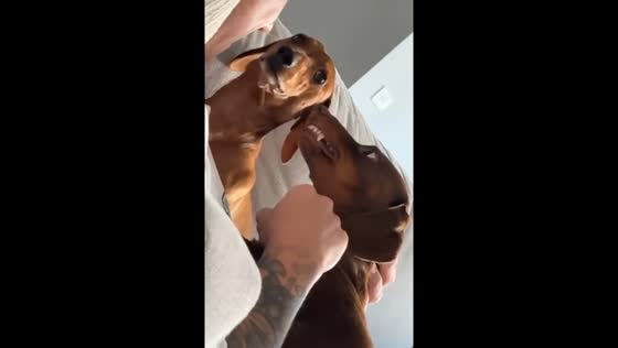 Dog gets jealous while sharing attention with sibling