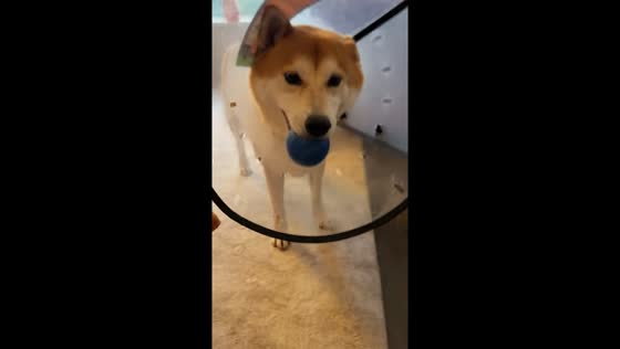 Dog hilariously tricks itself into wearing a pet cone Shandong, China