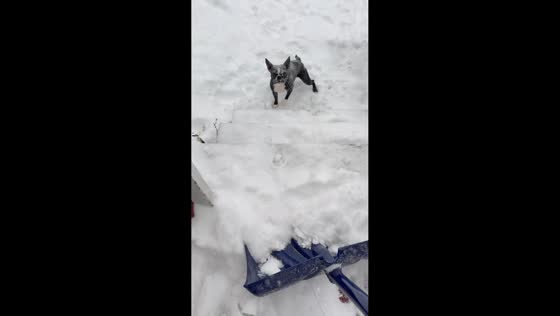Dog plays joyfully in snowy backyard in New York, USA