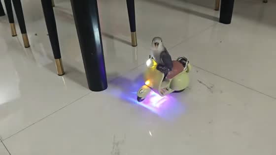 Parrot hilariously balances on a moving toy scooter in Yulin, China