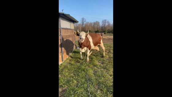 Playful cow hilariously hops around after owner calls her in Kampinos, Poland