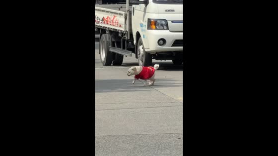 Dog pretends to lie still on road before suddenly running off in Zhejiang, China