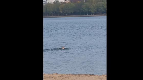 Dog almost drowns after running into water in Shandong, China