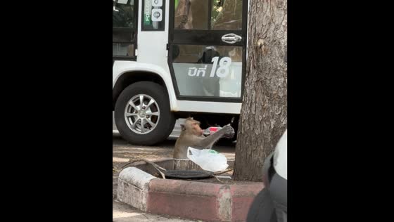 Monkey drinks Coca-Cola at Pattaya Zoo, Thailand