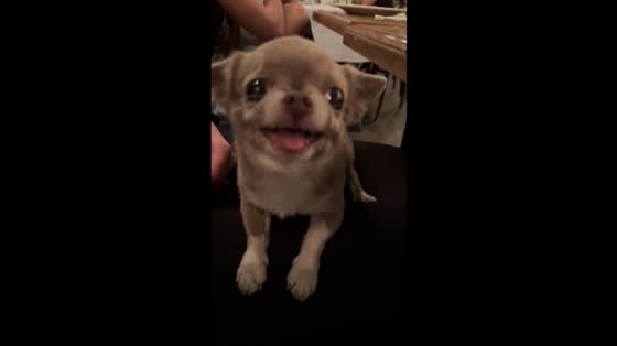 Playful little dog barks in Odessa, Ukraine