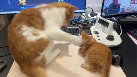 Gentle cat play turns into sudden aggression toward rescued kitten in Shanghai, China