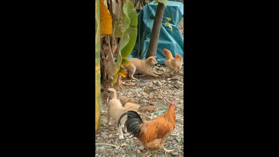 Chicken repeatedly pecks puppy in unexpected attack in Fujian, China