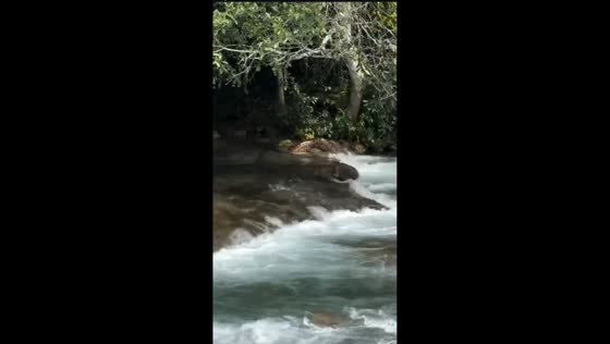 Large anaconda spotted in river stream in Jardim, Brazil
