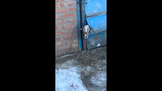 Goat rescued after getting head stuck in barn door in Stavropol Krai, Russia