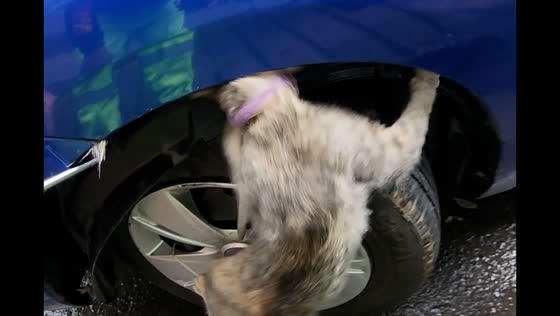 Mechanics rescue cat trapped in engine in Mexico City
