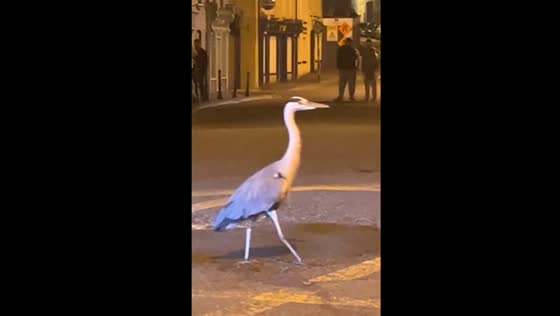 Funny video from Cork, Ireland: bird on the road