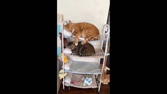 Cats enjoy their bunker bed in Guangdong, China