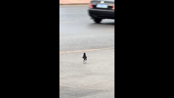 Magpie safely crosses road in Ningxia, China