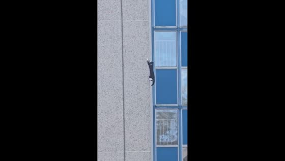 Agile cat climbs building wall in Bradford, England, UK