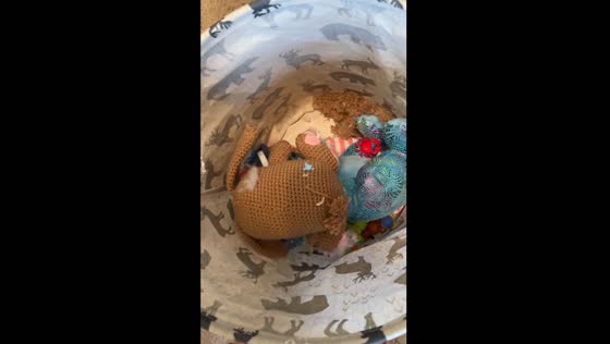 Rat nest found in child's stuffed animal basket