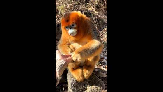 Golden snub-nosed monkey enjoys treats and scratches in Shaanxi, China