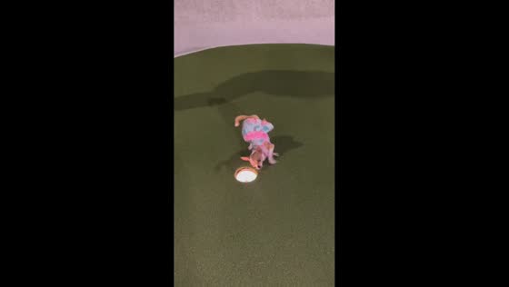 Chihuahua makes a hole at mini golf in Palm Beach, Florida