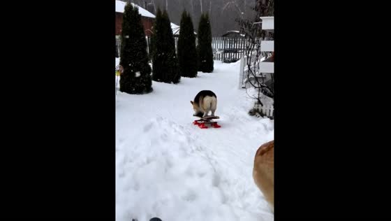 Corgi sisters shred the snow: Mary and Maggie snowboards and get indulges in sweets!