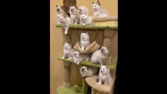 Ragdoll kittens move their heads synchronously in Moscow, Russia