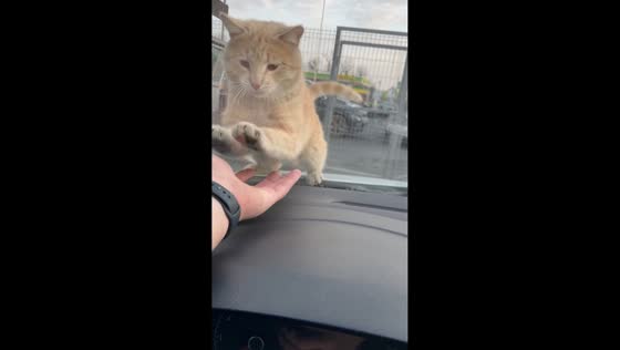 Playful cat interacts with driver through windshield in Rostov-on-Don, Russia