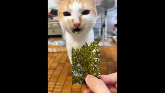 Cat enjoys nori treat in Jiangxi, China