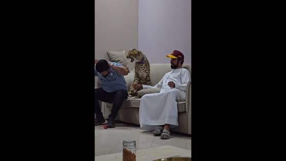 Cheetah attacks petter in Dubai, UAE