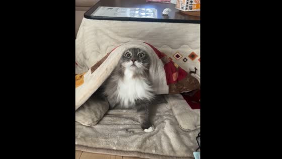 Cat plays by hiding under blankets in Tokyo, Japan
