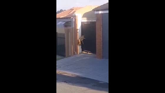 Dog squeezes through gate to reach owner in Johannesburg, South Africa