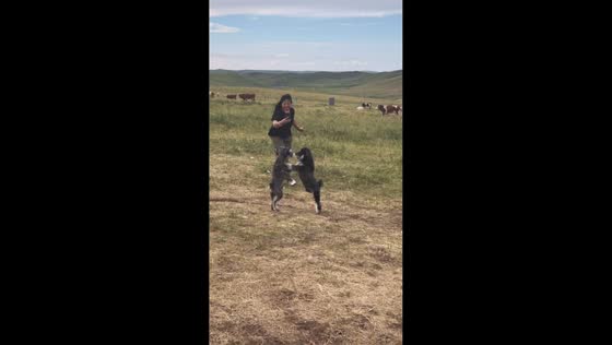 Two dogs square off on open field in Inner Mongolia, China