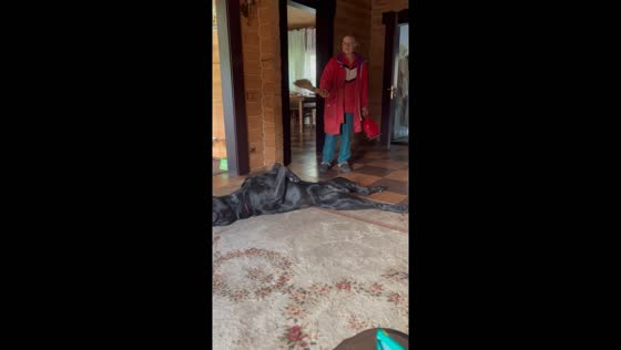 Mother's loving gesture: fanning away flies from beloved dog Porsche