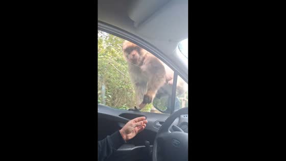 Barbary macaques climb into car during quiet morning drive in Gibraltar, UK