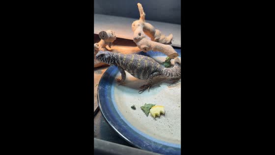 Uromastyx lizards show off their funny dance moves in Virginia, USA