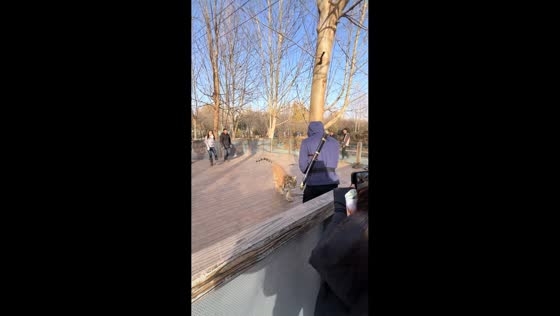 Tiger playfully chases man with stuck sword at a Henan zoo, China