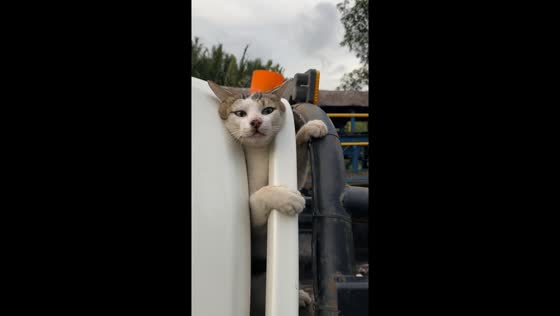 Driver saves stranded cat trapped behind truck bars in Kutai Kartanegara, Indonesia