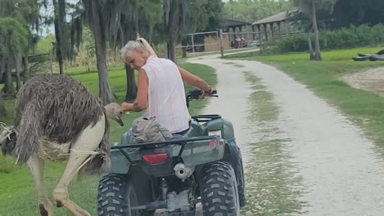 Sneaky ostrich attempts theft from grandma’s bag in Jacksonville, Florida
