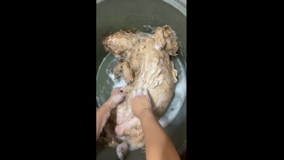 Choco the relaxed pup: snoozing through bath time