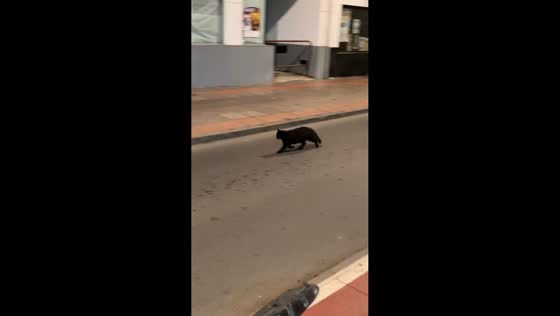 Black cat chases a mouse across the street in Almería, Spain