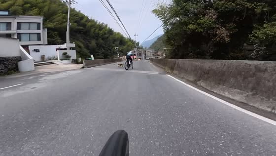 Dog narrowly avoids collision with cyclists in Jiangsu, China