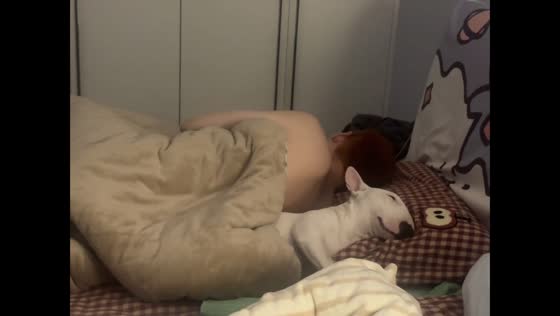 Bull Terrier sleeps snugly under blanket in Beijing, China