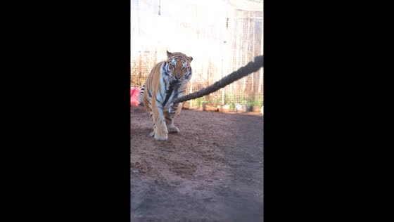 Man feeds and works out with tiger in Pskov, Russia