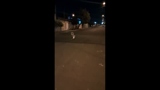 Shih Tzu shows impressive scooter skills in Leme, São Paulo, Brazil