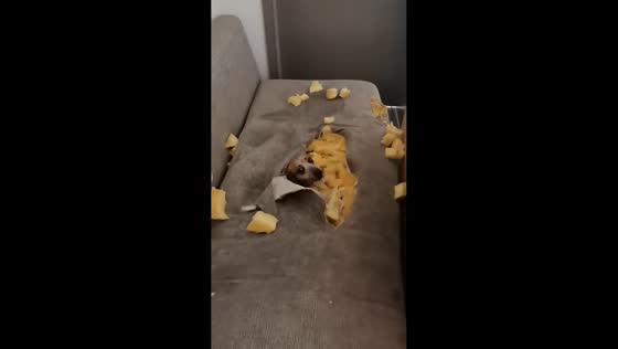 Dog found hiding inside damaged sofa in Zhejiang, China
