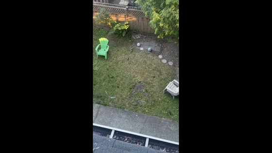 Rodents scatter after loud tap from balcony in Vancouver, Canada