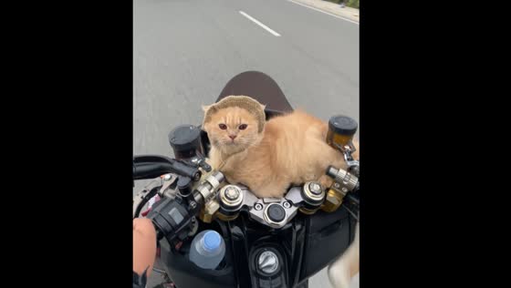 Cat on motorbike gets blown by the wind in Palu, Indonesia