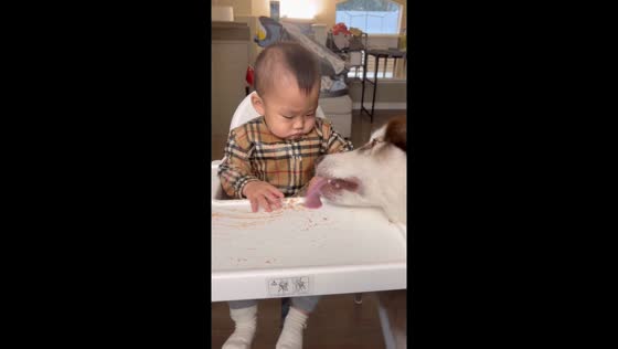 Husky helps clean baby’s high chair in USA