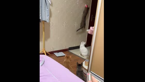 Cat turns off lights using laser pointer in Chongqing