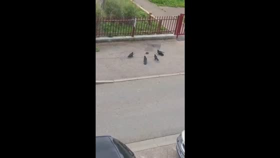 Feral pigeons surround and attack a mouse in Woippy, France