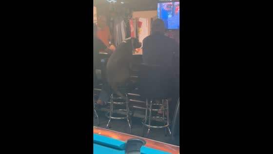 Happy dog joins patrons on bar stool in Sanford, Pennsylvania, USA